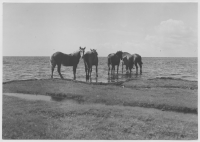 Ölands södra udde, fyren och strandterräng med hästar