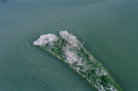 Fågelskär i Bråviken