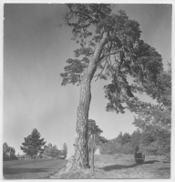 Skärfälten, tallar