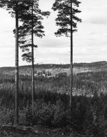 Hästberg i Hälsingland