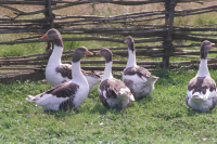 Image of Öl ACTARC37;211