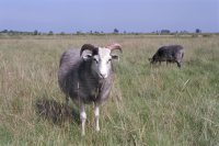 Image of Öl ACTARC37;211