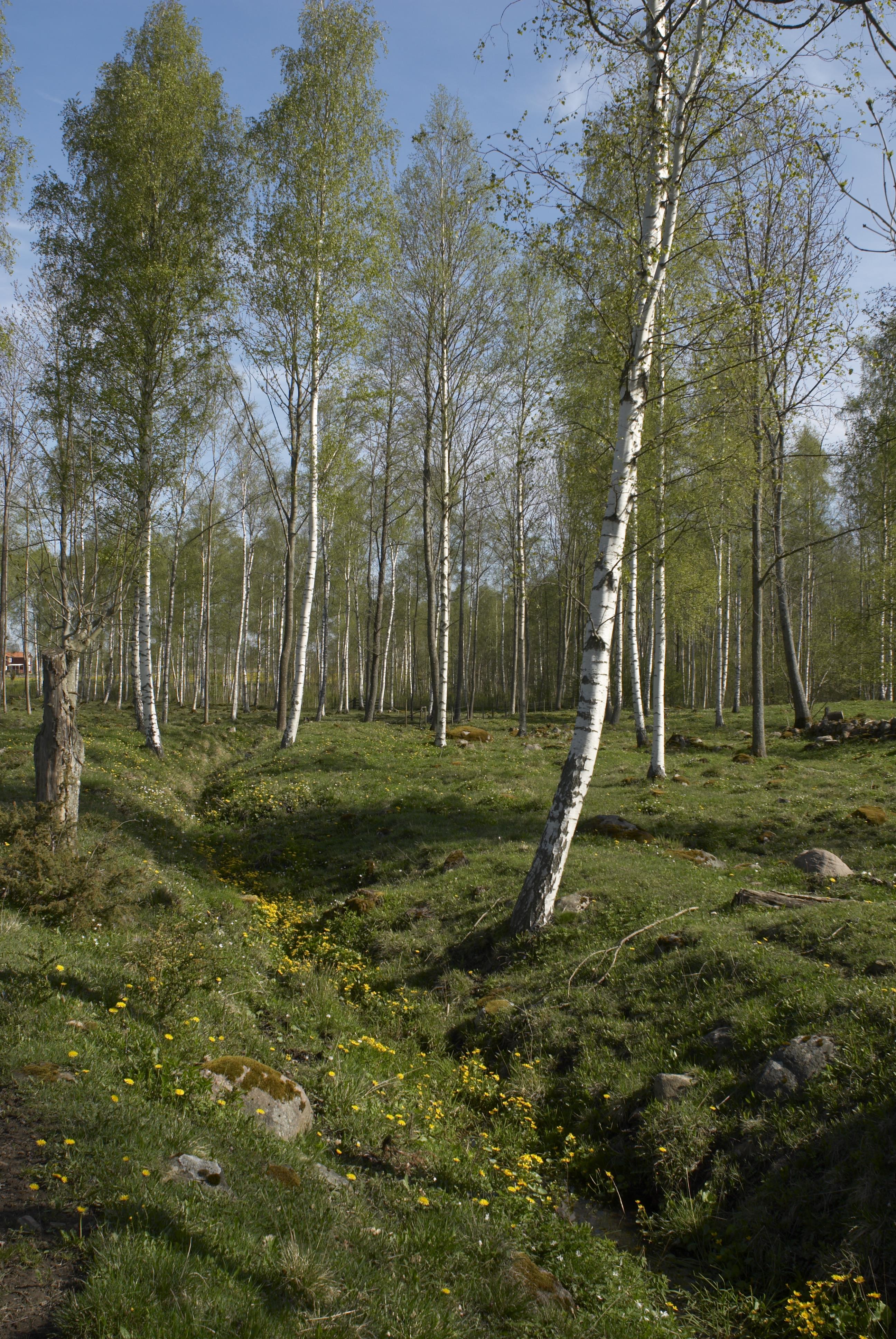 Bengt A Lundberg, Nordbillingen
