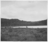 Strand-Årbol, näringsfattig myr