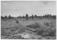 Stora Risa, betesmark