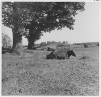 Vadsbro socken, tjurar i hagen under ekar