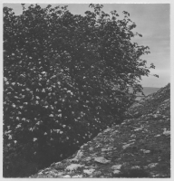 Grogarnsberget