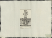 [Aloe Vera i kruka].[Bild]