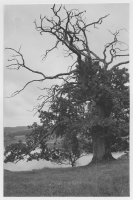 Gullmarsfjorden vid Gullmarsberg