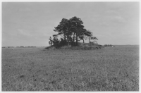 Ysby socken, bronsåldersröse med hed-vegetation