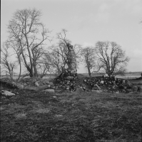 Tierp, Husbyborgs kyrkoruin