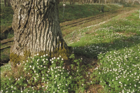 Smalspåret Hultsfred-Västervik