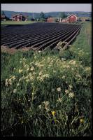 Dalarna, Östra Rönnäs