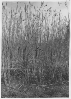 Gårdskär, fiskehamnen med sjöbodar och redskap