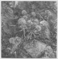 Idön, olika växter