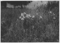 Torbjörntorps socken, förvildad Malva alcea