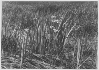 Lillabysjön, dybotten med blommande svärdslilja