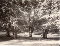 Dyrehaven nära Köpenhamn