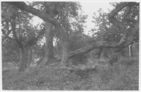 Gränna, moderträdet för grännapäron