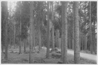 Porla, åldrig granskog