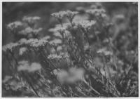 Självsådda växter vid kyrkan