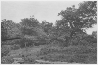 Stråvalla socken, skogar