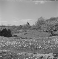 Adelsö kyrka