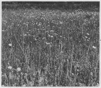 Lillabysjön, strandäng