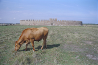 Image of Öl ACTARC37;211