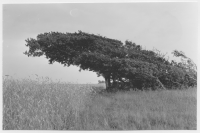 Vindpinad enbuske nära Örelids stenar