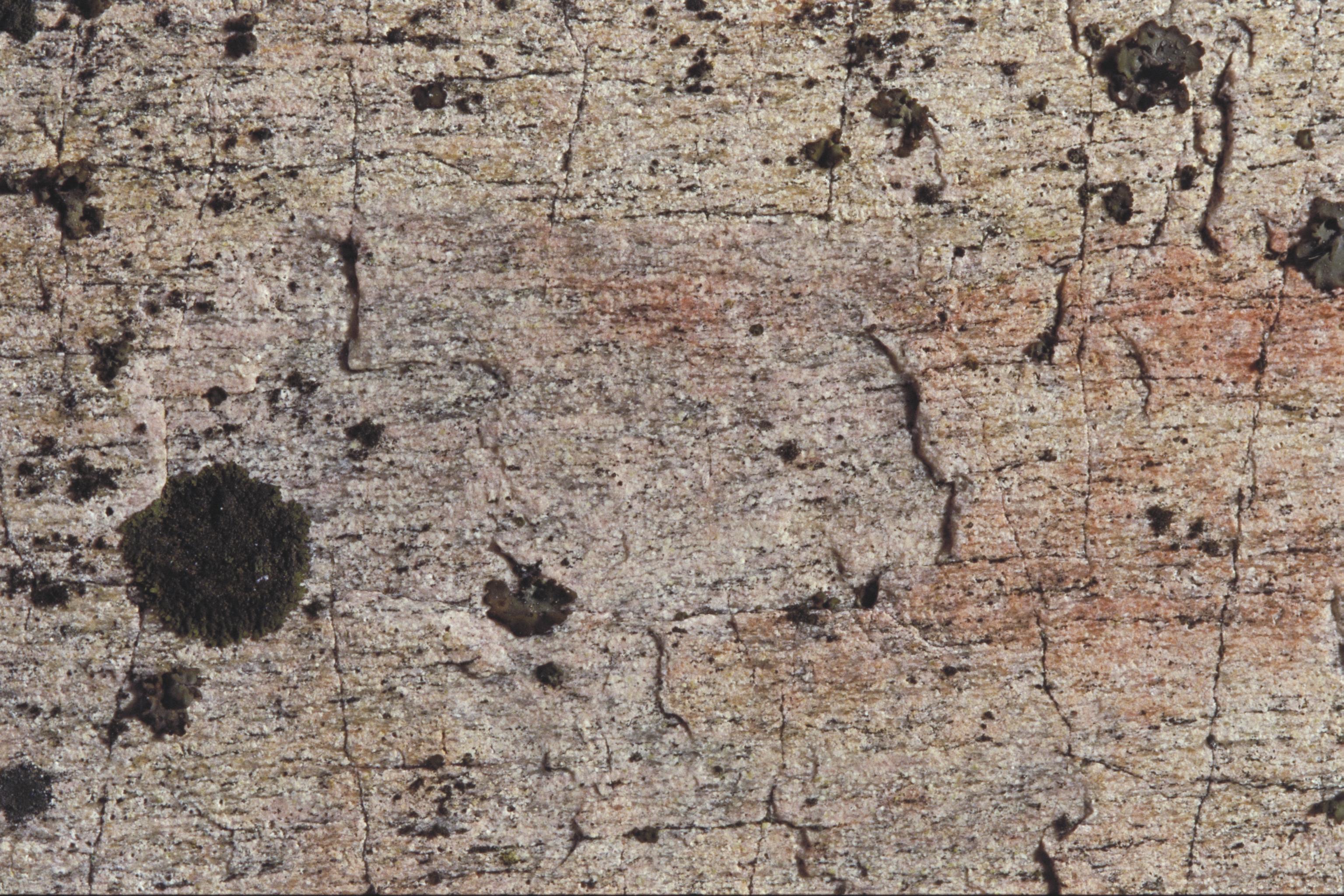 Bengt A Lundberg, Blomskog 146