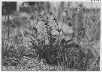 Gårdskär, fiskehamnen med vegetation