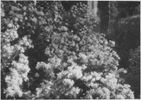 Pieboda, såpnejlika