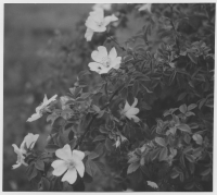 Söder om Norjesund Vildros