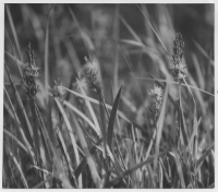 Myrterrängen öster om västra Hästefjorden