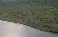 Rautasjaure - Guolbannjunni