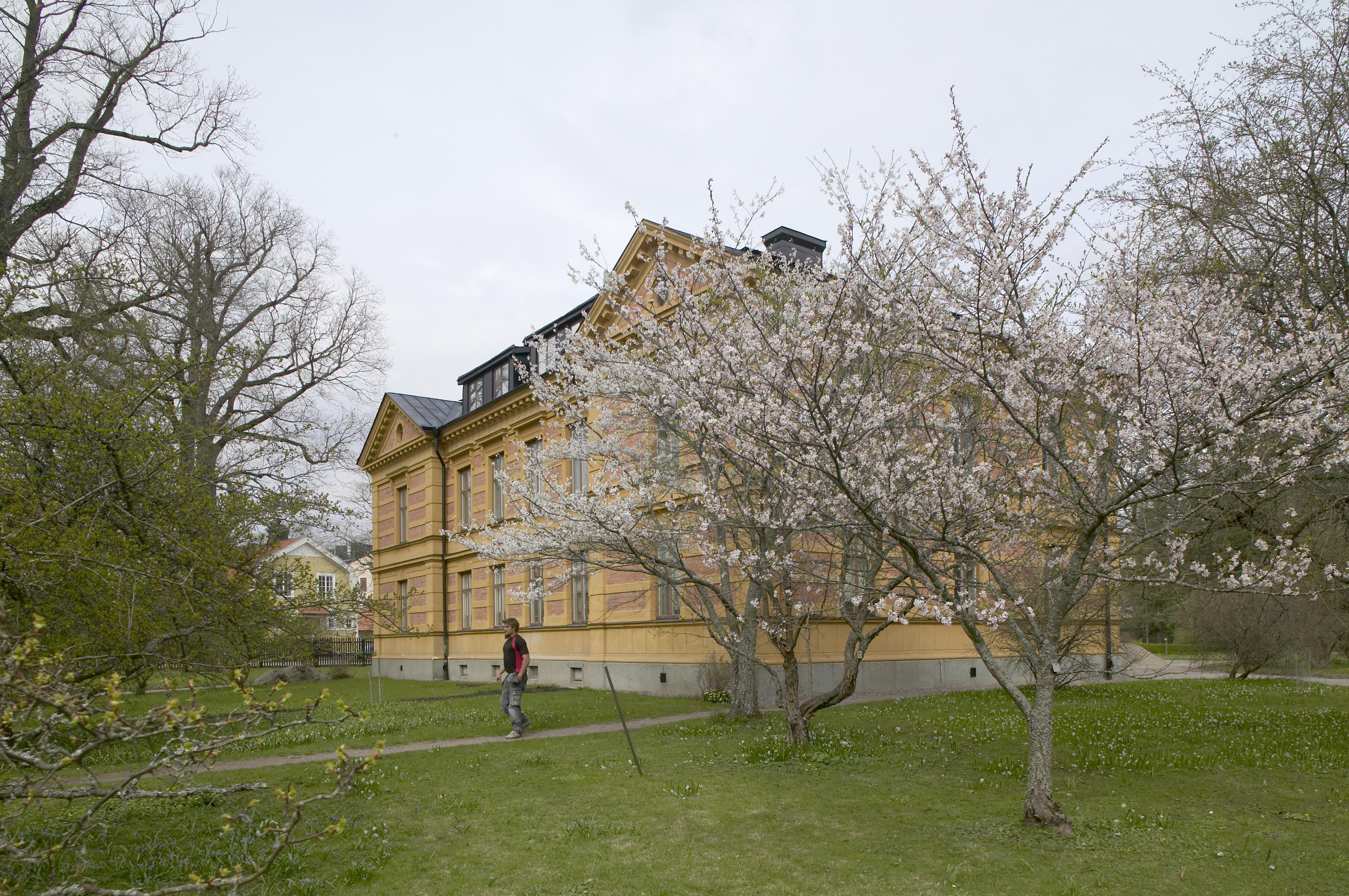 Bengt A Lundberg, Botaniska trädgården i Uppsala