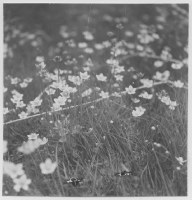 Idön, olika växter