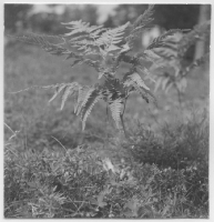 Skärfälten, örtvegetation