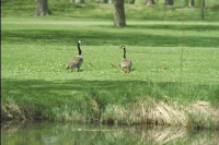 Drottningholm