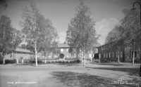 Umeå