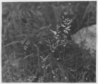 Skärfälten, örtvegetation Spirea Filip