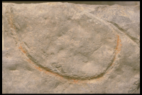 Image of Öl Köping35