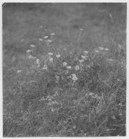 Skärfälten, örtvegetation