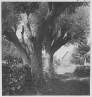 Arontorp, bytomten med hamlad vitpil