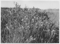 Kävsjö socken, klockljung