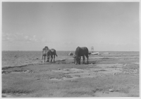 Ölands södra udde, fyren och strandterräng med hästar