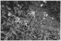 Svinnersta, spårörten (Rödblära, numera Silene dioica)