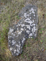 Image of Sö 181