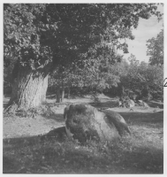 Dörarp, lövängslämning i terrängen öster om kyrkan